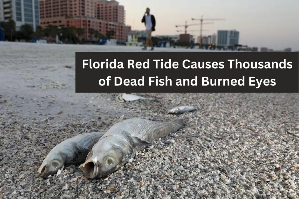Florida Red Tide Causes Thousands of Dead Fish and Burned Eyes