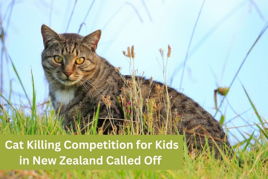 Cat Killing Competition for Kids in New Zealand Called Off
